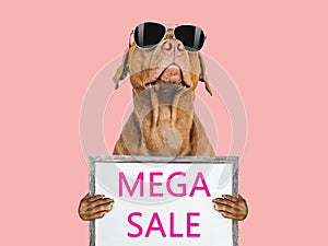 Cute puppy and sign with inscription about sale