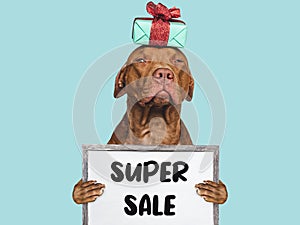 Cute puppy and sign with inscription about sale