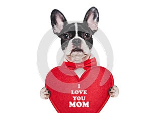 Cute puppy and a sign with words of love for Mom