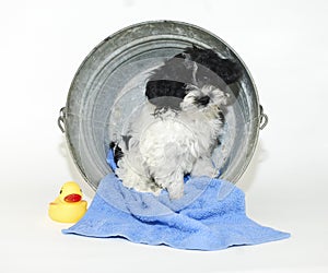 Cute Puppy Sitting in a Bath Tub