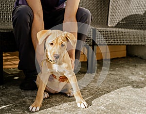 A cute puppy is sitting at the feet of its owner in the park, looking at the camera