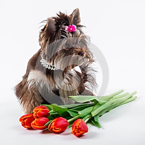 Cute puppy sitting next to a bouquet of flowers. Yorkshire terrier on a white background