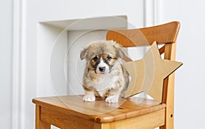 Cute puppy sitting up on wooden chair