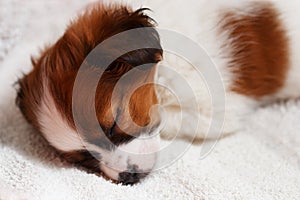 Cute puppy sleeping on carpet