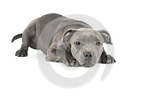 Cute puppy staffbull on a white background