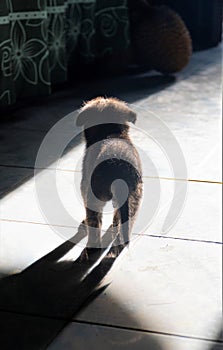 Cute puppy standing on the floor in front of a door at sunny morning, shillouette