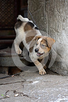 A cute puppy steping down and barking at door gate