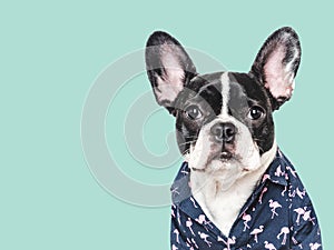 Cute puppy and stylish shirt. Isolated background