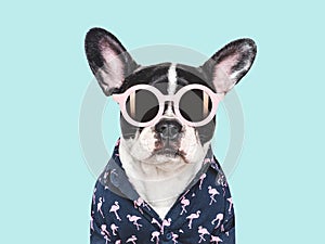 Cute puppy, sunglasses and stylish shirt.  background