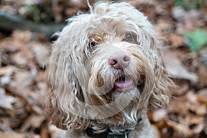 Cute Puppy surrounded by Fall Leaves