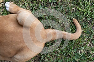 cute puppy tail from above