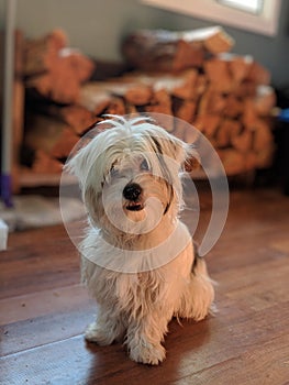 A cute puppy waits in front of a pile of fire wood