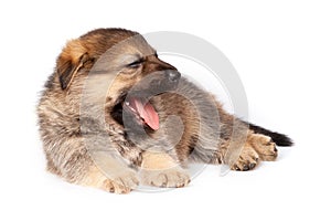 Cute puppy wants to sleep and yawns