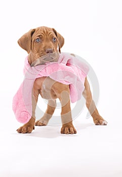 Cute puppy wearing a pink little coat