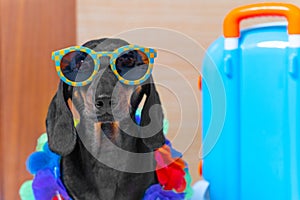 Cute puppy wearing sunglasses Hawaiian outfit portrait suitcase travel tourist