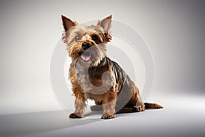cute puppy on white background