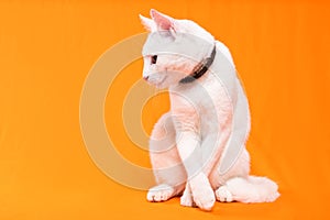 white small cat attentively looks right, orange background. Text space photo