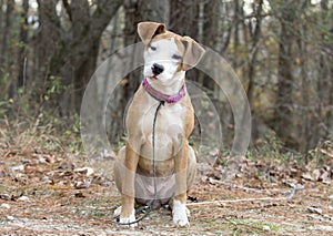 Cute puppy with white face sitting down outside on leash with head tilted