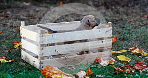 Cute puppy in a wooden fruit crate