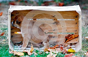 Cute puppy in a wooden fruit crate