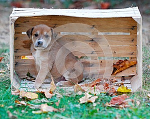 Cute puppy in a wooden fruit crate