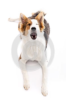 Cute puppy is yawning or howling in front of white background