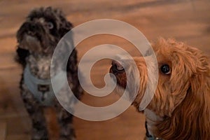 Cute pups waiting for their doggie treats.