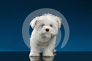 Cute Pure White Maltese Puppy Standing, Curiously Looking in Camera