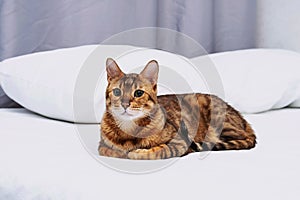 Cute purebred bengal cat resting and lying on bed. Portrait of adorable pet at home.