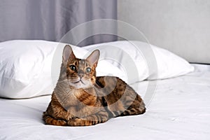 Cute purebred bengal cat resting and lying on bed. Portrait of adorable pet at home.