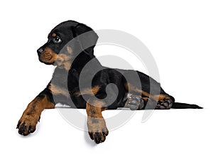 Cute purebred Rottweiler dog pup, Isolated on white background.