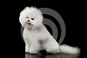 Cute Purebred White Bichon Frise Dog Smiling, Sitting, isolated Black