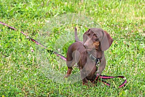 Cute purebred young dachshund of chocolate color with emphatic expressive eyes photo