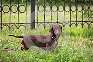 Cute purebred young dachshund dog of chocolate color with emphatic expressive eyes