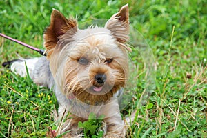 A cute purebred young Yorkshire Terrier with beautiful hair cutting and emphatic expressive eyes
