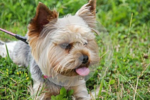 A cute purebred young Yorkshire Terrier photo