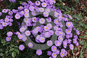 Cute purple autumn asters bloom in Autumn