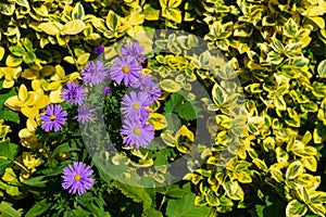 Cute purple autumn asters. Bloom in August-September. Close-up