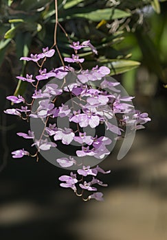 Cute purple oncidium orchid flower
