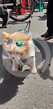 Cute pussy Cat john lennon glasses