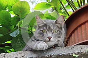 Cute pussycat, watching the surrounding from above