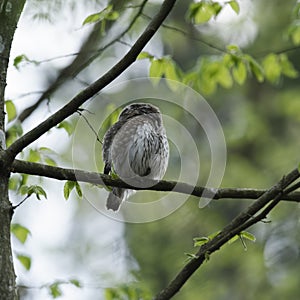 Cute Pygme owl in Bialowieza, Poland