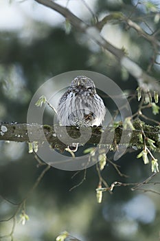 Cute Pygme owl in Bialowieza, Poland