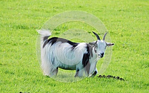 Cute Pygmy goat.