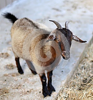 Cute Pygmy Goat
