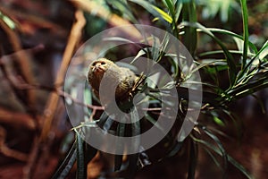 Cute Pygmy Marmoset forrest