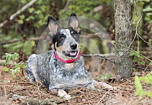 Cute Queensland Blue Heeler puppy outside on leash