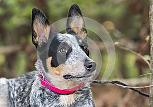 Cute Queensland Blue Heeler puppy outside on leash