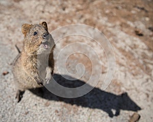 Cute quokka looking at the sky with an open mouth