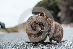 Cute quokkas on Rottnest Island, Western Australia. Animal family